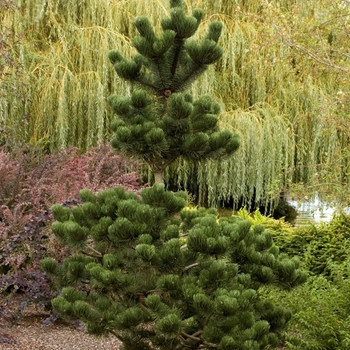 Pinus nigra 'Oregon Green' 