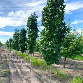 Liquidambar styraciflua 'Slender Silhouette' 