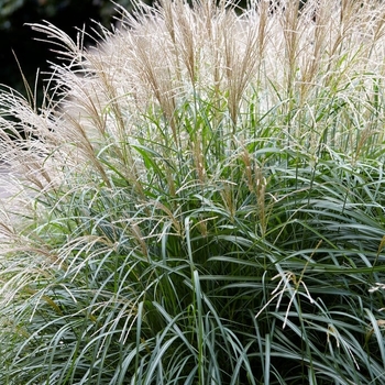 Miscanthus sinensis 'Yaku Jima' 