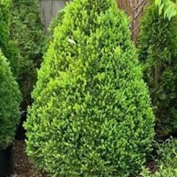 Buxus sempervirens 'Pyramidalis' 