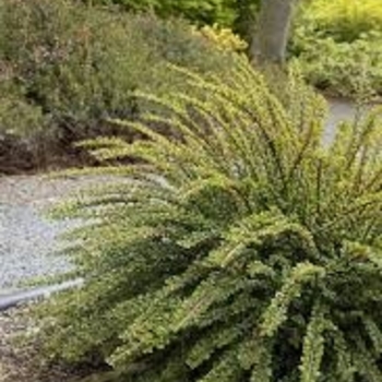 Cotoneaster apiculatus 'Tom Thumb' 