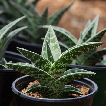 Aloe variegata