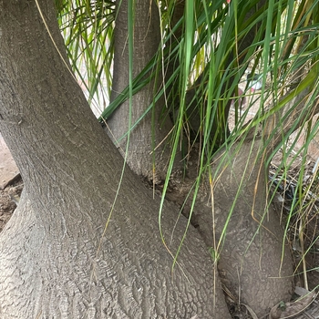 Beaucarnea recurvata