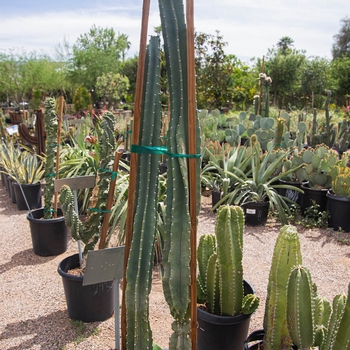 Cereus peruvianus