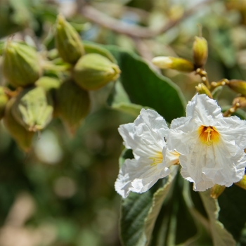 Cordia boissieri