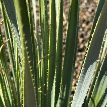 Dasylirion wheeleri