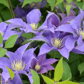 Clematis 'Evipo099' PPAF