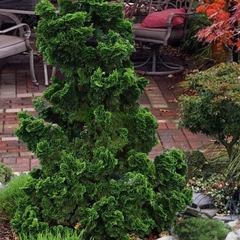 Chamaecyparis obtusa 'Nana Gracilis' 