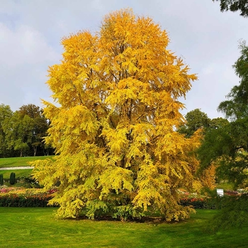 Cercidiphyllum japonicum 'Claim Jumper™' PP21909P2