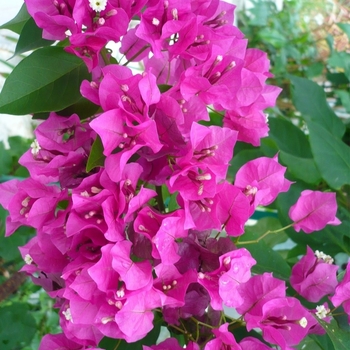 Bougainvillea 'Rpboug327' PP10950