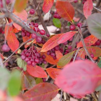 Aronia arbutifolia 'UCONNAA001' PPAF, Can PBRAF
