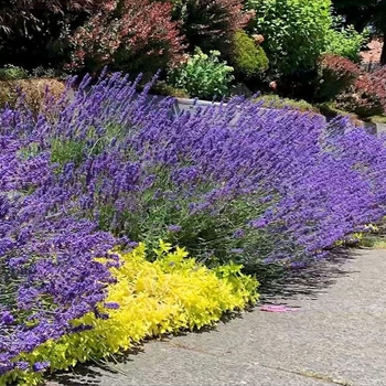 Lavandula x intermedia