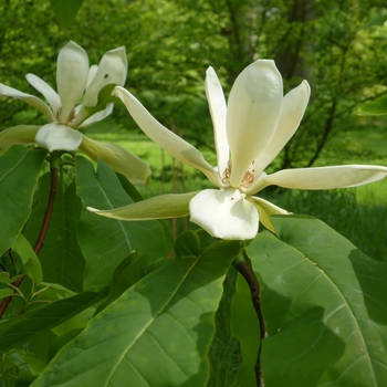 Magnolia fraseri