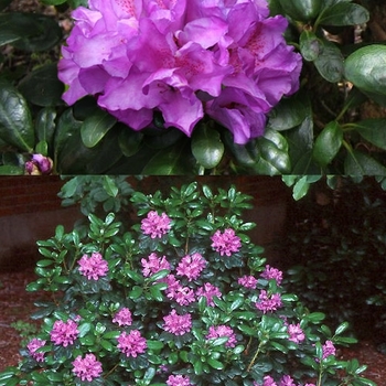 Rhododendron 'Daphnoides' 