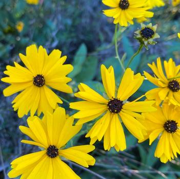 Coreopsis palustris 'Summer Sunshine' 