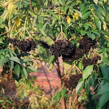 Sambucus canadensis 'Ranch' 