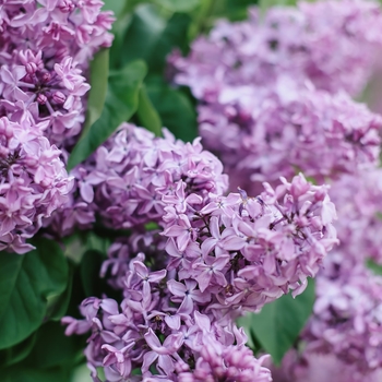 Syringa vulgaris