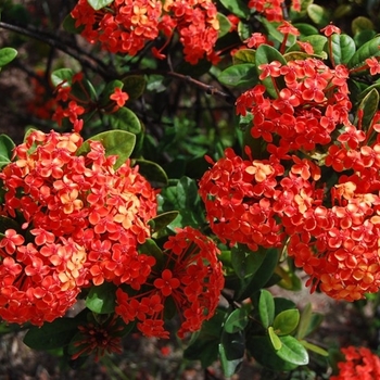 Ixora taiwanensis 'Petite Red' 
