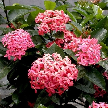 Ixora coccinea 'Nora Grant' 