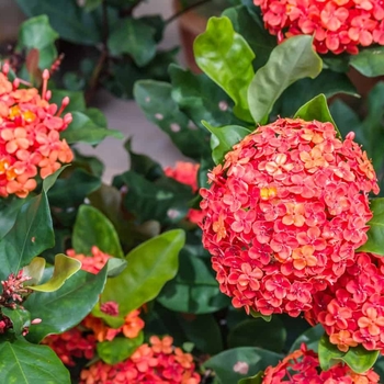 Ixora coccinea 'Maui' 