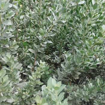 Conocarpus erectus var. sericeus