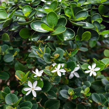 Carissa macrocarpa 'Emerald Blanket (Green Carpet)' 