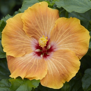 Hibiscus rosa-sinensis 'Gold Digger™' PP19532P2