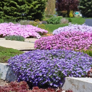 Phlox subulata