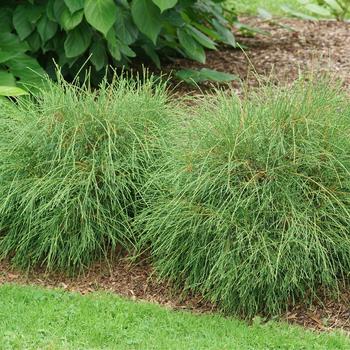 Thuja occidentalis 'RutThu2' PP35030