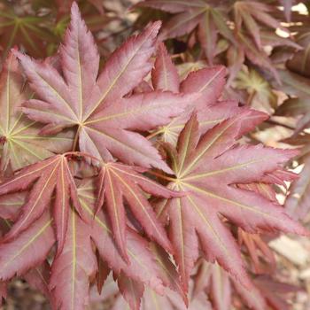 Acer palmatum 'Hot Chana™'