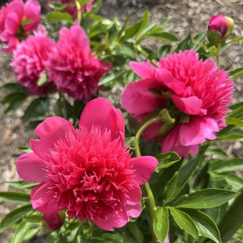 Paeonia lactiflora 'Henry St. Clair' 