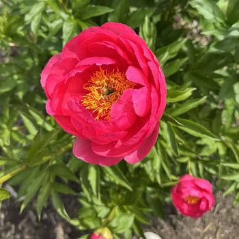 Paeonia 'Crusader' 