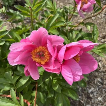 Paeonia lactiflora 'Lotus Bloom' (302097)