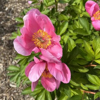 Paeonia lactiflora 'Lotus Bloom' (302098)
