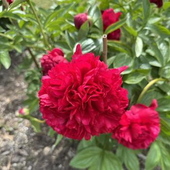 Paeonia lactiflora 'Red Satin' 