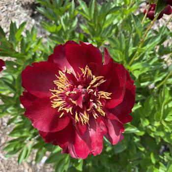 Paeonia lactiflora 'Illini Belle' (302100)