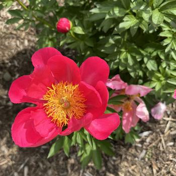 Paeonia lactiflora 'Fortune Teller'