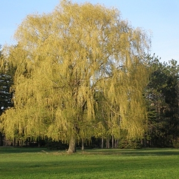 Salix alba 'Niobe' 
