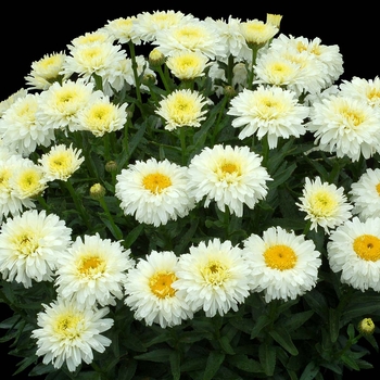 Leucanthemum x superbum 'Madonna' 