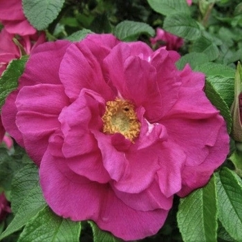Rosa rugosa 'Moje Hammarberg' 