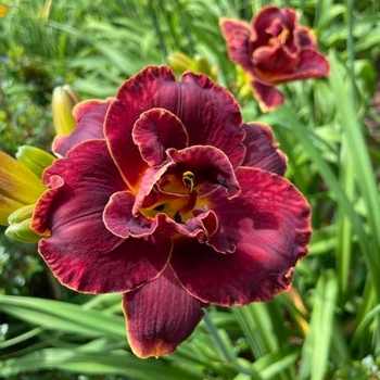 Hemerocallis 'Night Embers' 