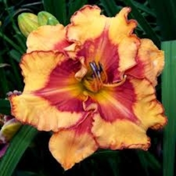 Hemerocallis 'Pointed Perfection' 