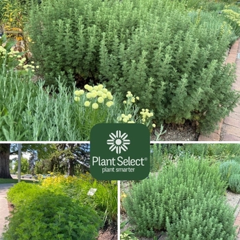 Artemisia abrotanum 'Leprechaun' 