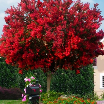 Lagerstroemia indica 'Miss Frances' 