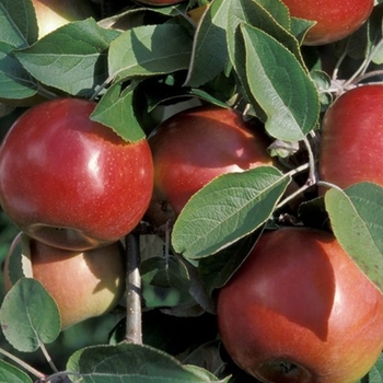 Malus domestica 'Wildung' 19,626.