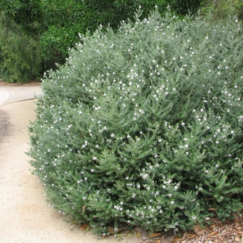 Westringia fruticosa