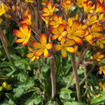 Primula vulgaris 'Oakleaf Yellow Picotee' 
