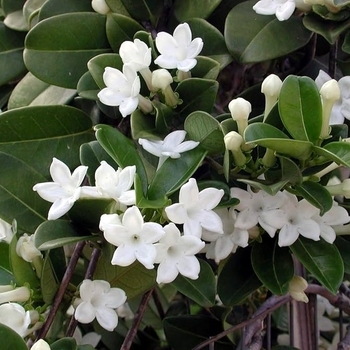 Stephanotis floribunda
