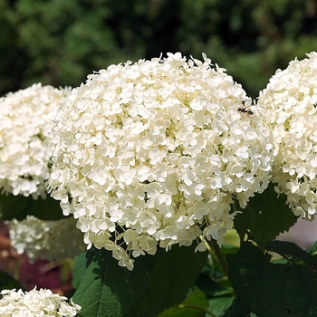 Hydrangea arborescens 'FlowerFull™' PP25323P2