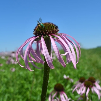 Echinacea pallida